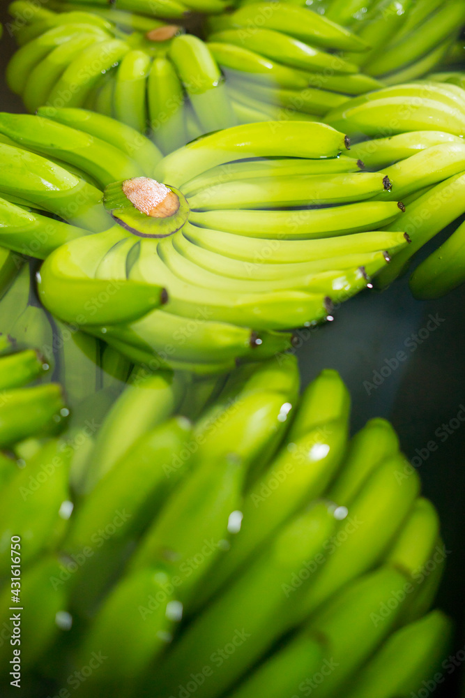 Wall mural Bunches of fresh green thailand banana