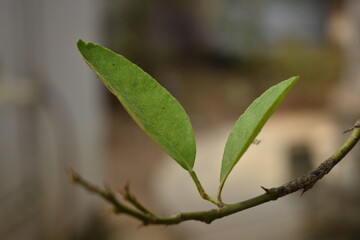 Two lemon plant leaf with dried stem in summer close shot