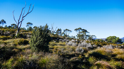 Grass on the hill, Tasmania, Australia