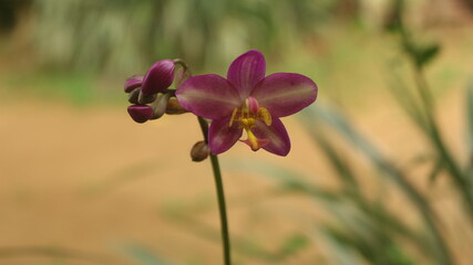 pink and yellow mixed  orchid flower with blurry background