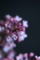 Purple flower blossom close up background Syringa vulgaris family oleaceae botanical modern high quality big size print