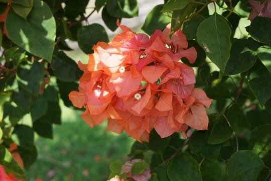 The exotic bougainvillea flower in nature
