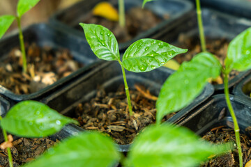 Close up of plant sprout with water droplets