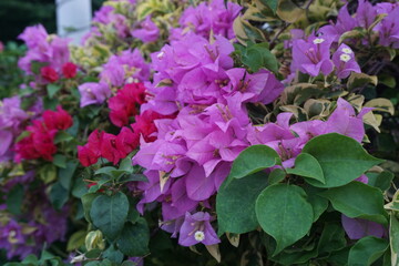 The exotic bougainvillea flower in nature