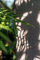 Green ferns with shadow from afternoon sun 