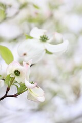 Obraz premium 白色のハナミズキの花