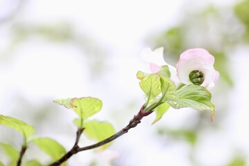 白色のハナミズキの花