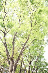 Fototapeta premium ケヤキの木