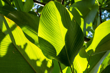 Landscape view of big tropical leaves with sunlight and shadows