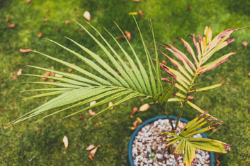 Fototapeta premium close-up of palm leaf outdoor in sunny backyard with autumn fallen leaves
