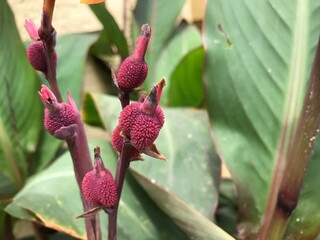 Precocious – flowering before the leaves emerge