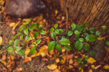 idyllic autumn backyard with lots of golden and red fallen leaves and beautiful bougainvillea plants, cosy fall vibes