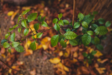 idyllic autumn backyard with lots of golden and red fallen leaves and beautiful bougainvillea plants, cosy fall vibes