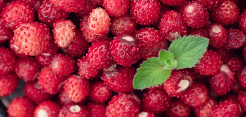 Wild strawberry background. Close-up. A lot of strawberries ripe with mint leaf