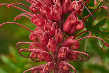 Grevillea 'Superb' is a widely grown grevillea cultivar bred by Merv Hodge in Queensland. It is a hybrid of a white-flowered Grevillea banksii, from Queensland, and the Western Australian plant G. bip
