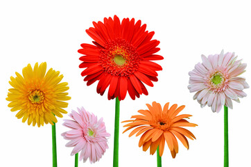 Beautiful gerbera flowers on white background