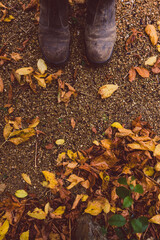 gardener's work boots stepping on idyllic autumn backyard with lots of golden and red fallen leaves shot at shallow depth of field