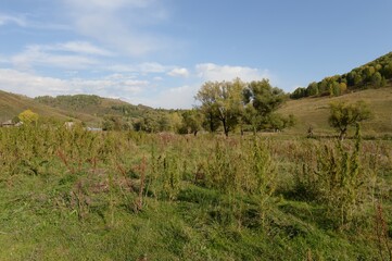 Fototapeta premium The surroundings of the taiga village of Generalka Altai region. Western Siberia
