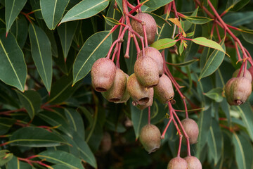 Gum Nuts come from Eucalyptus tree's and are native to Australia, and every state and territory has...