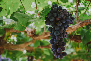 Ripe grapes hanging on a branch between green leaves