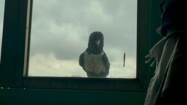 The white chested crow was enjoying the mirror and see it's reflection and start shouting.