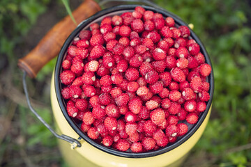 Top view of wild strawberry in tin can on green meadow