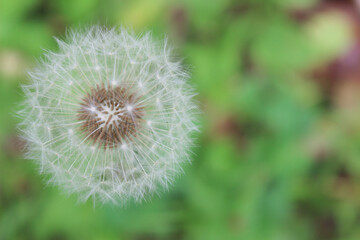 タンポポの綿毛