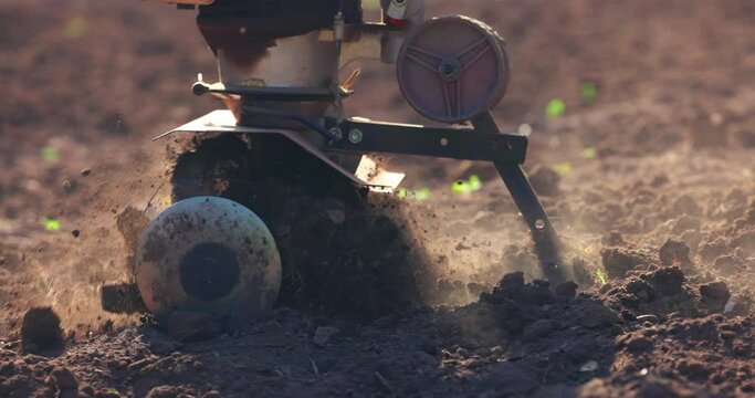 Farmer with a machine cultivator digs the soil in the vegetable garden