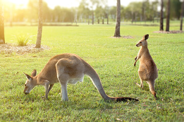 Australian kangaroos enjoying the afternoon sun in a park
