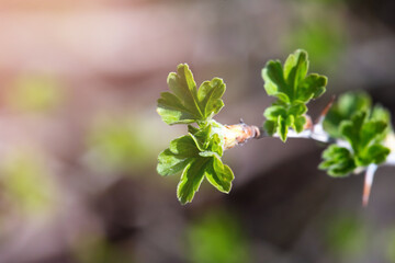 Fresh new green buds on currant branches at springtime garden background
