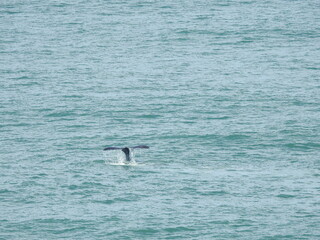 Fototapeta premium baby whale