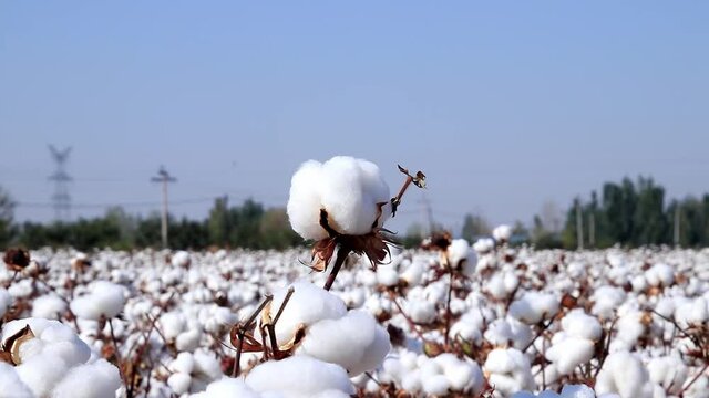 Cotton ready to be harvested in a Chinese cotton production base