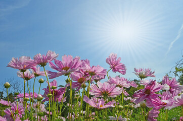 Fototapeta premium Beautiful pink cosmos flowers and sunlight