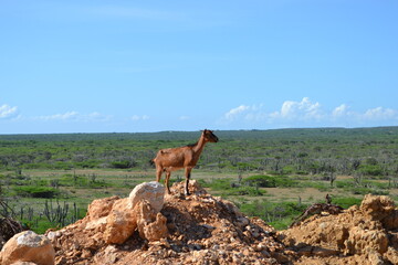 El guardián