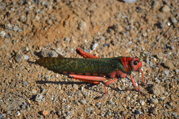 Insecto