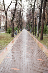 the sidewalk in the park is wet with rain