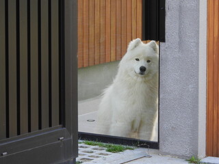 dog in front of a door