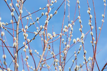 Fluffy branches of pussy willow blossomed in spring by Easter