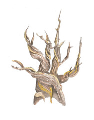 Obraz premium Watercolour wood. Illustration of a watercolour tree.