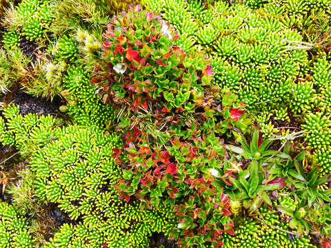 Close up of Cushion-forming plants. In Cajas national Park of Ecuador it grows in the cushion p&aacute;ramo ecosystem on high altitude. Distribution: from Colombia to Bolivia.