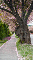 Cherry Blossom and pink borders of fallen petals along street and footpath 