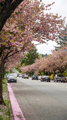 Cherry Blossom and pink borders of fallen petals along street and footpath 