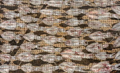 Squids place in a row on wire mesh net dried in the sun,
preserved Seafood product. 