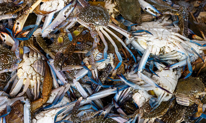 Fresh Blue crabs in the market