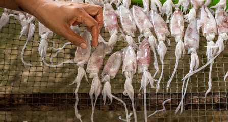Hand put fresh raw squids on net dried in the sun, sea product