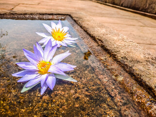 Beautiful two water lilies on a vintage stone pond
