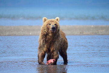 Ruling the landscape, brown bears of Kamchatka (Ursus arctos beringianus)