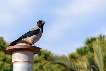 Important crow sits on rusty pipe against the sky and trees.