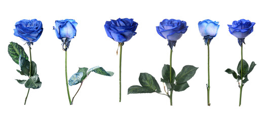 Blue roses on white background