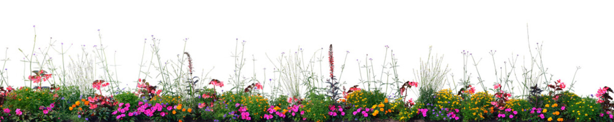 Annual Flowers Flowerbed Panorama, Isolated Horizontal Panoramic Blooming Cardinal Flower Bed Closeup, Flowering Begonias, Balsams, Gauras, Marigolds, Verbenas, Wandflowers, Large Detailed Pattern - obrazy, fototapety, plakaty